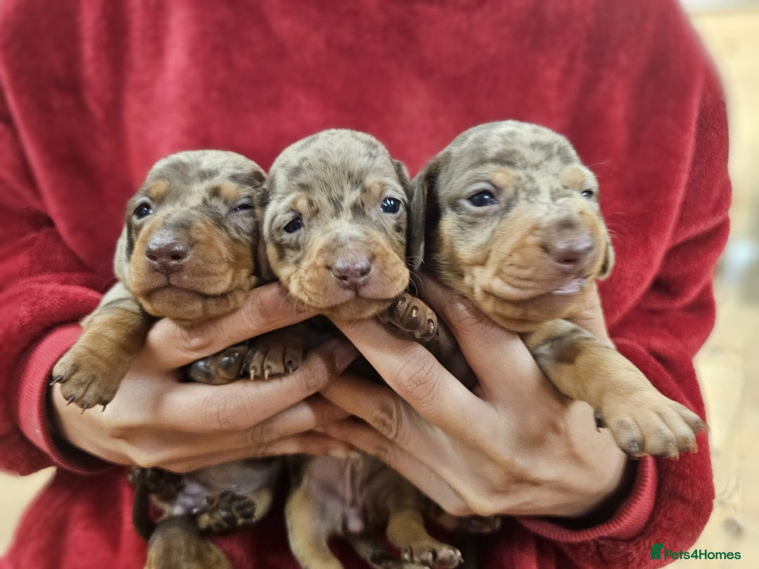 Miniature Dachshund dogs for sale: KC Mini Dachshund Dapple Girls & Boys and Tan Boy - Image 13