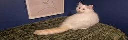 Ragdoll cats for sale: A very rare litter of kittens.  - Advert 12