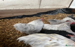 Chickens poultry for sale: Lavender bantam Pekins smooth and frizzle  - Image 3