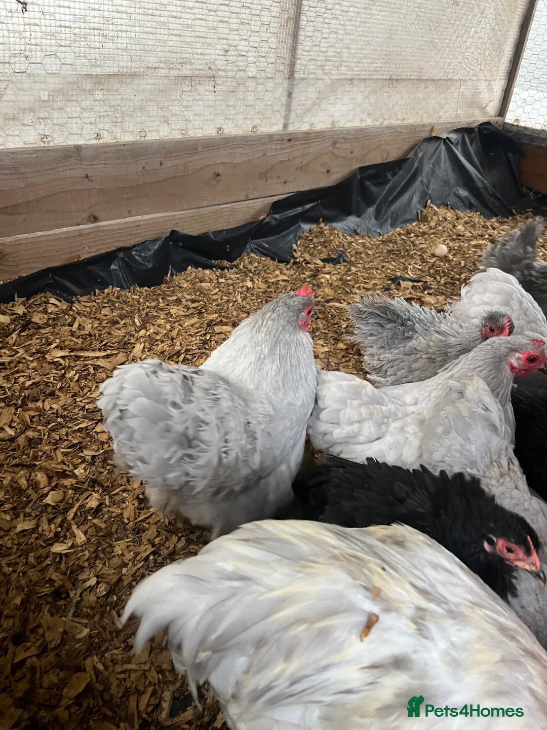 Chickens poultry for sale: Lavender bantam Pekins smooth and frizzle  - Image 3