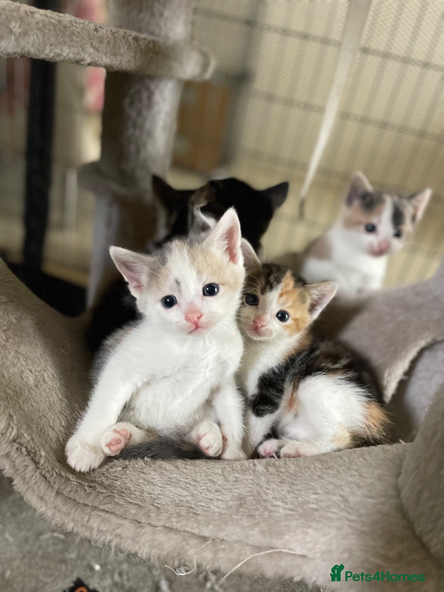 Mixed Breed cats Beautiful baby Kittens  - Advert 7
