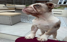English Bulldog dogs for sale: One gorgeous female left 🐶  in Billericay - Image 38