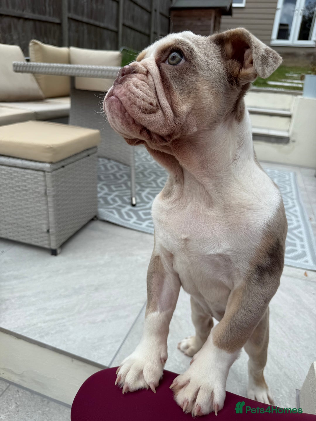 English Bulldog dogs for sale: One gorgeous female left 🐶  in Billericay - Image 38
