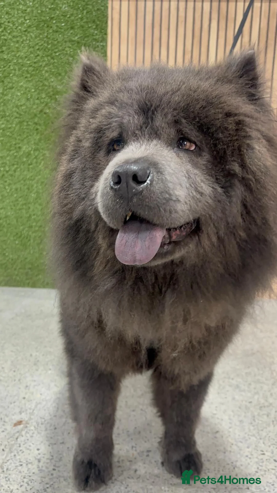 Chow Chow dogs for stud: Stud chow blue/chocolate  - Advert 1