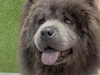 Chow Chow dogs Stud chow blue/chocolate - Advert 14