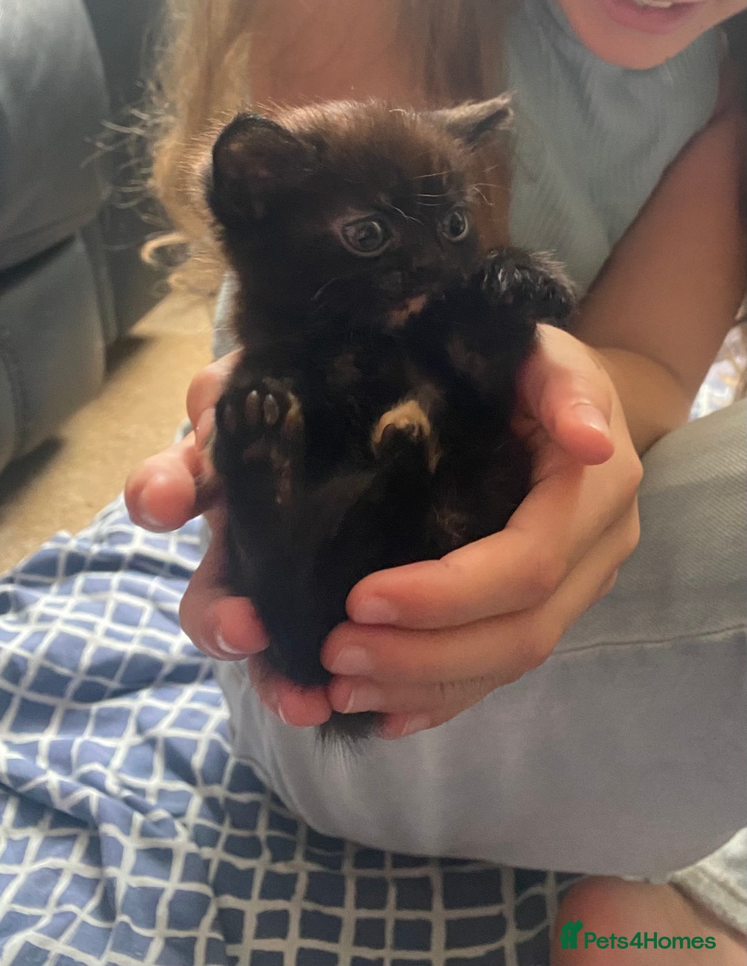 British Shorthair cats for sale: 4 little sweethearts - Image 1