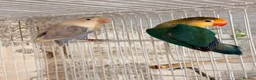 Lovebirds birds for sale: Lovebirds pairs, males and more for rehoming  in Sevenoaks - Advert 9