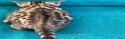 Bengal cats for sale: Beautiful Bengal boys - Advert 3