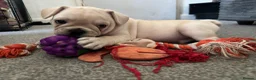 French Bulldog dogs for sale: REDUCED! READY NOW❤️french bulldog pups - Advert 5