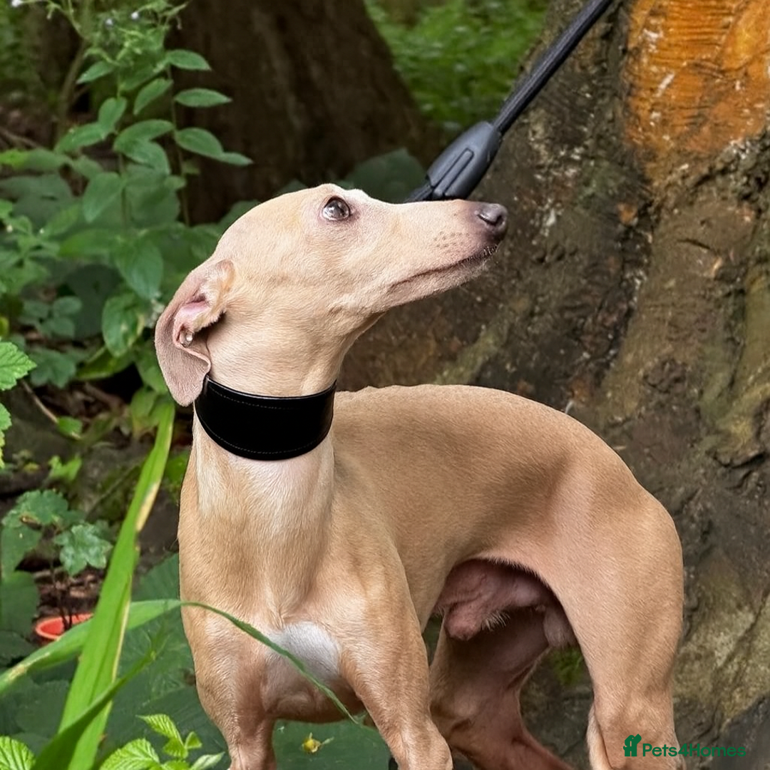 Italian Greyhound dogs for stud: Romeo italian greyhound Russian Import for stud  in Liverpool - Advert 1