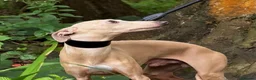 Italian Greyhound dogs for stud: Romeo italian greyhound Russian Import for stud  in Liverpool - Advert 1