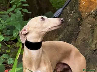 Italian Greyhound dogs Romeo italian greyhound Russian Import for stud in Liverpool - Advert 4