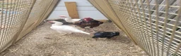Chickens poultry for sale: 2 shamo aseel hen 1 pure assel hen in Nuneaton - Advert 3