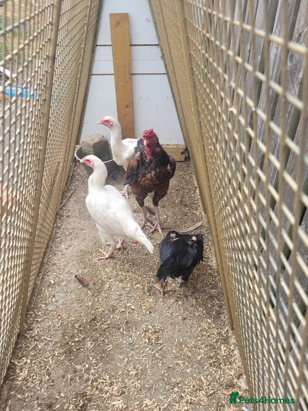 Chickens poultry for sale: 2 shamo aseel hen 1 pure assel hen in Nuneaton - Advert 3