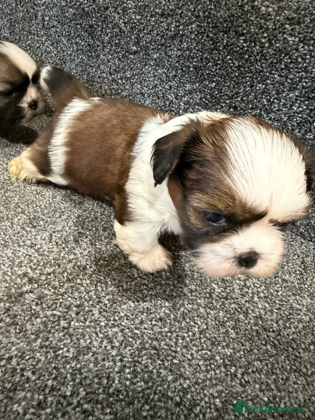 Shih Tzu dogs for sale: Early Spring Shihtzu Puppies  - Advert 10