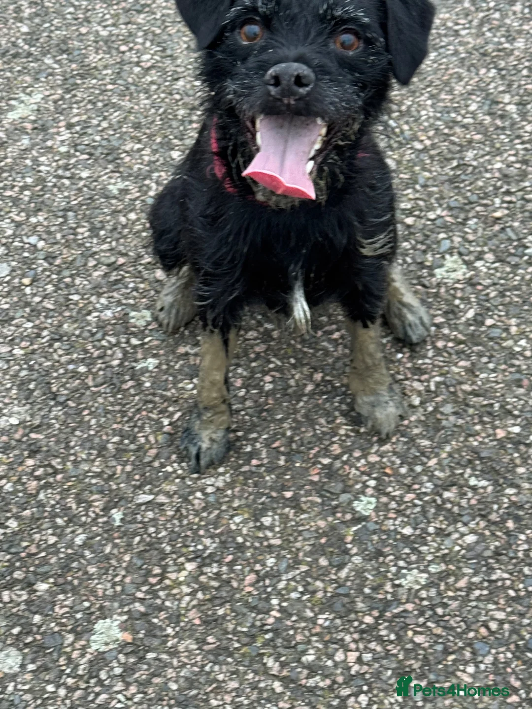 Mixed Breed dogs for sale: F2 Border x Patterdale pups - Advert 9