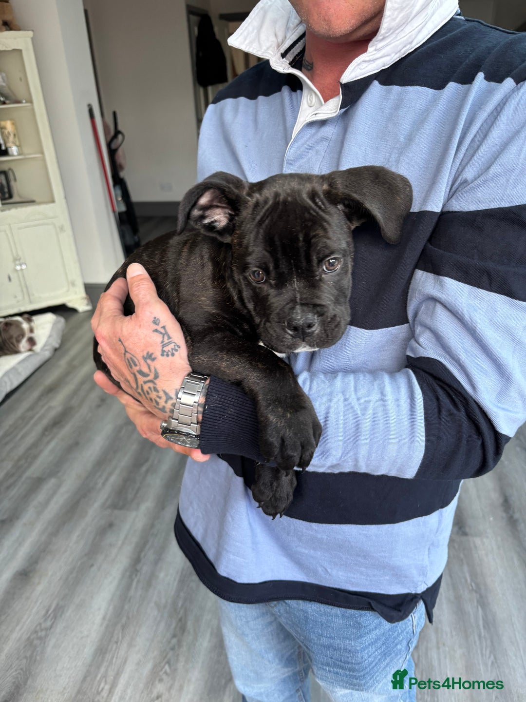 Mixed Breed dogs for sale: cano corso cross british bulldog  - Image 4