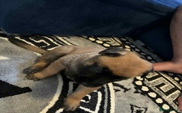 Belgian Shepherd Dog dogs for sale: Belgian shepereds puppies  - Image 8