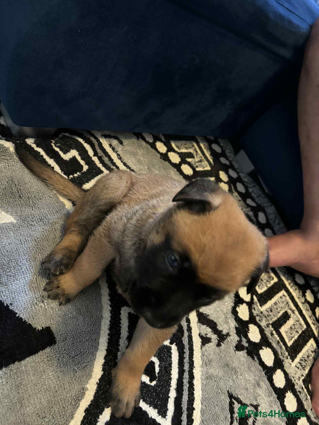 Belgian Shepherd Dog dogs for sale: Belgian shepereds puppies  - Image 8