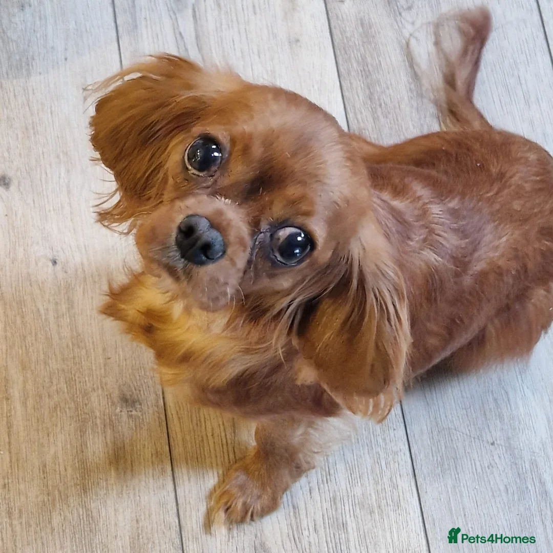 Cavalier King Charles Spaniel dogs for sale: Beautiful Boys - Advert 4