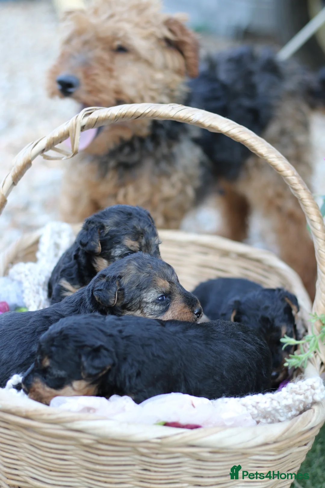 Welsh Terrier dogs for sale: Kc registered Welsh terriers in Southampton - Advert 2