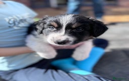 Border Collie dogs for sale: Beautiful working/Pet Collie pups - Image 11