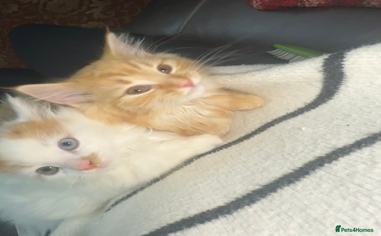 Mixed Breed cats Gorgeous kittens for sale - Advert 1