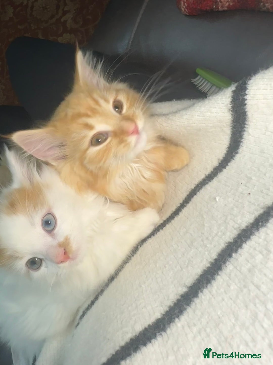 Mixed Breed cats for sale: Gorgeous kittens for sale - Advert 1