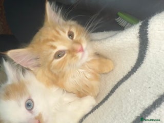Mixed Breed cats Gorgeous kittens for sale - Advert 4