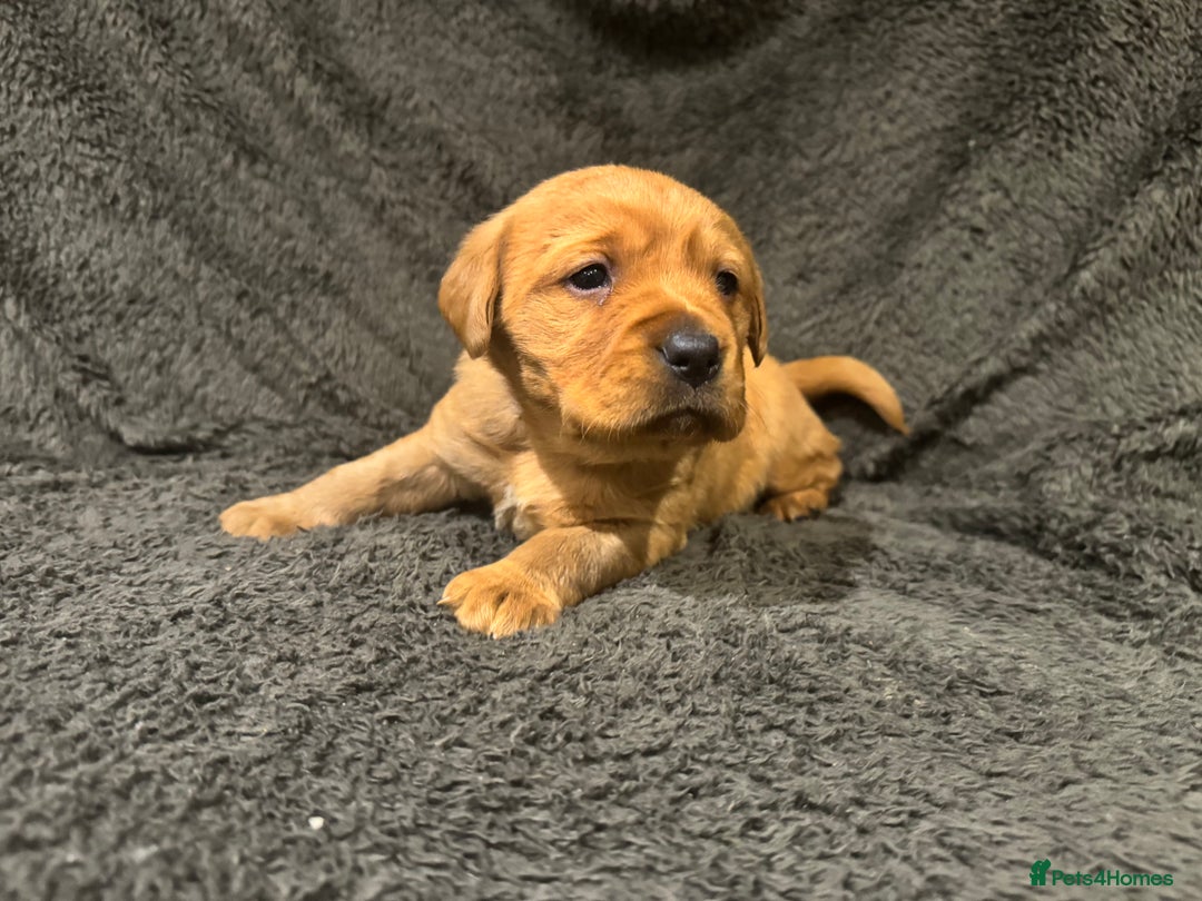 Goldador dogs for sale: SUPER GORGEOUS RED GOLDADOR PUPPIES ❤️ - Advert 15