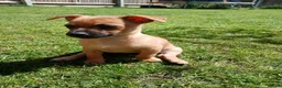 Mixed Breed dogs for sale: Beautiful Chipin puppies (Chihuahua x Pinscher) in Wisbech - Advert 4