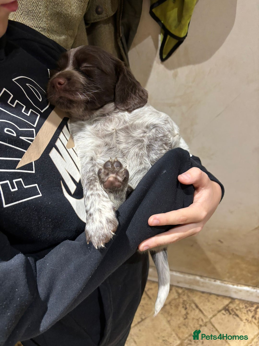 Mixed Breed dogs for sale: Mixed spaniels  - Advert 13