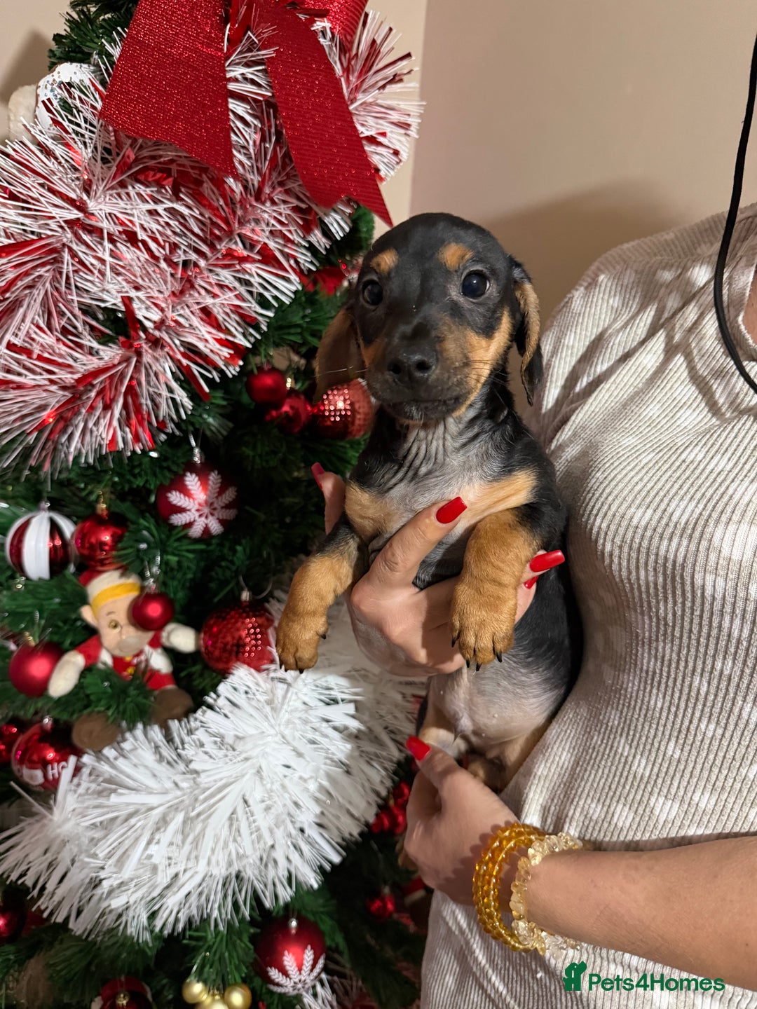 Jack Russell dogs for sale: LAST Jack Russell Puppy READY TO GO - Advert 11