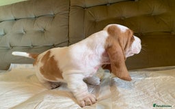 Basset Hound dogs for sale: Basset Hound Puppies - Image 12