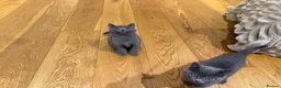British Shorthair cats for sale: Pure British short hairs - Advert 12