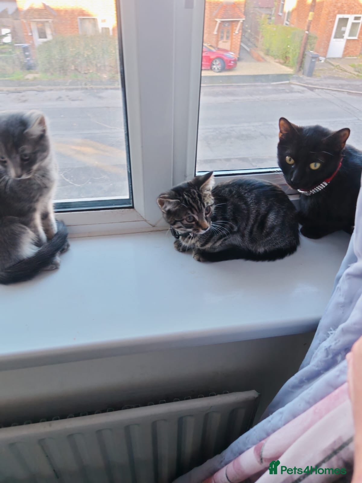 Mixed Breed cats 2 wee grey kittens looking for their forever home - Advert 3