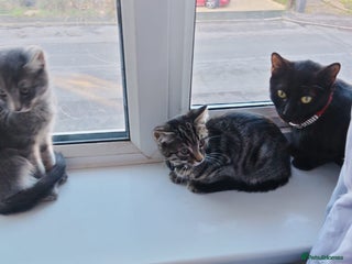 Mixed Breed cats 2 wee grey kittens looking for their forever home - Advert 3