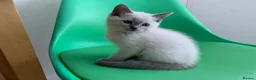 Ragdoll cats for sale: Male/Female Kitten Looking for a Loving  Home in Newport Pagnell - Advert 19