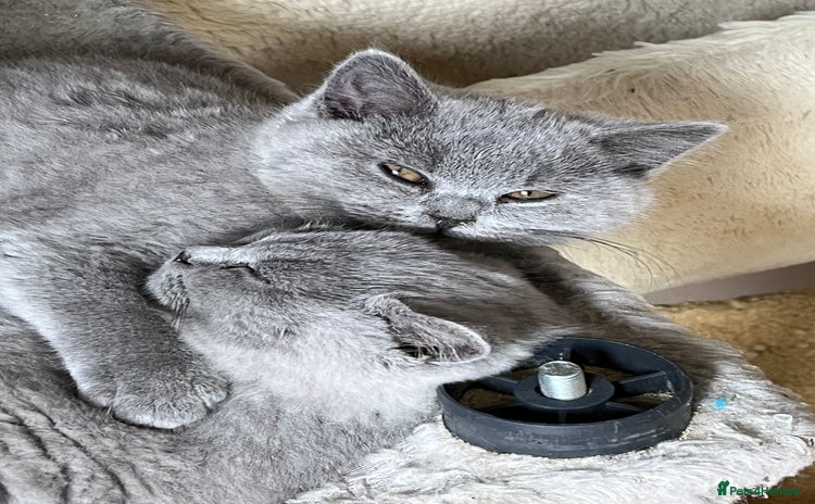 British Shorthair cats - Advert 1