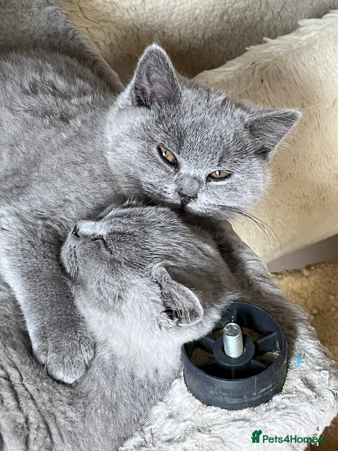 British Shorthair cats for sale: Beautiful female kitten - Image 1
