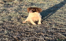 English Springer Spaniel dogs for sale: Male springer soaniel - Image 3