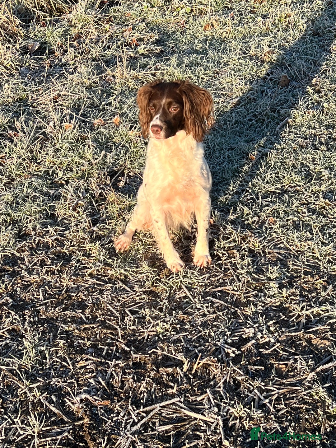 English Springer Spaniel dogs for sale: Male springer soaniel - Image 3