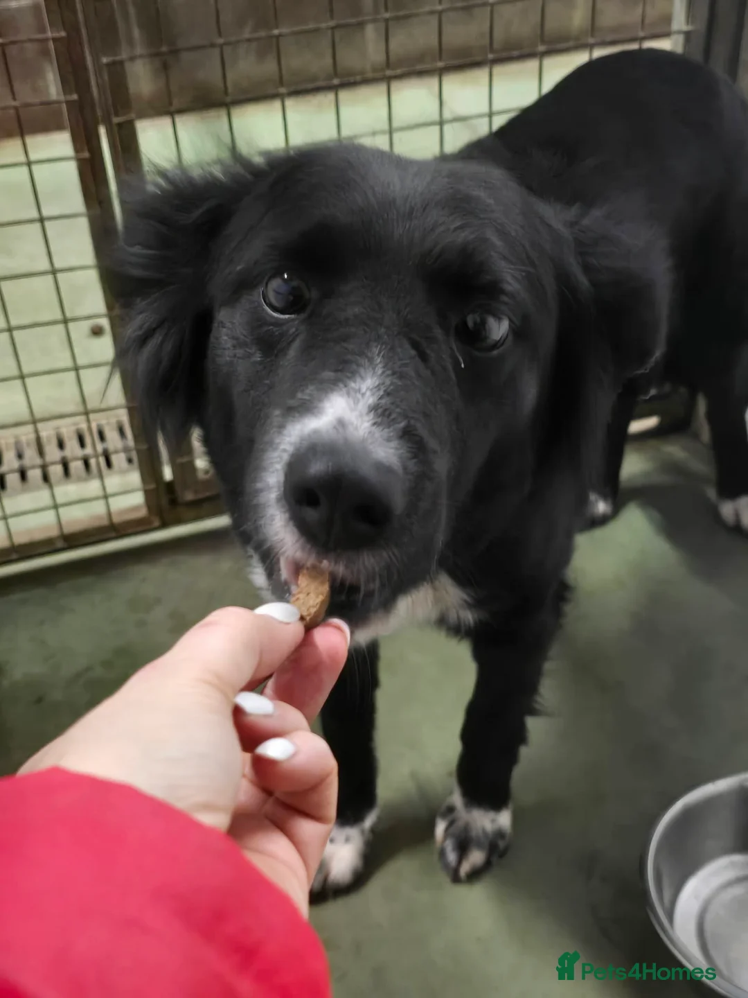 Mixed Breed dogs for adoption: DORA  - Advert 7