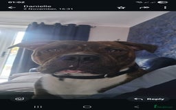 Mixed Breed dogs for sale: Dave Pakistani mastiff × Staffordshire bullterrier - Image 4