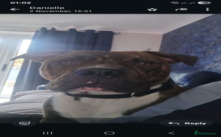 Mixed Breed dogs Dave Pakistani mastiff × Staffordshire bullterrier - Advert 1