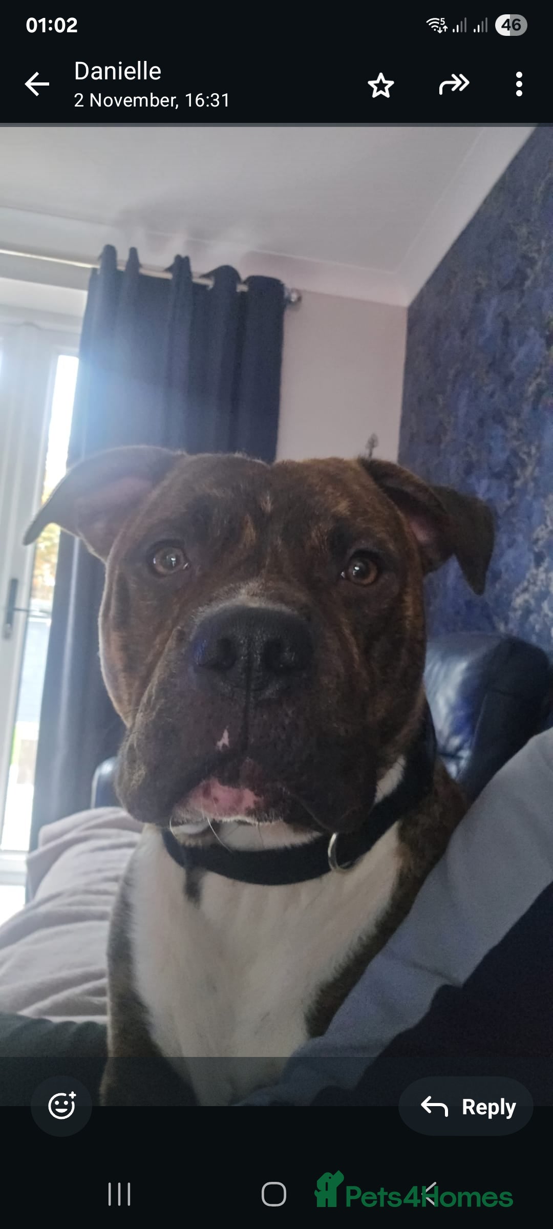 Mixed Breed dogs for sale: Dave Pakistani mastiff × Staffordshire bullterrier - Image 4