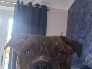 Mixed Breed dogs Dave Pakistani mastiff × Staffordshire bullterrier - Advert 11