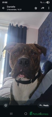 Mixed Breed dogs Dave Pakistani mastiff × Staffordshire bullterrier - Advert 1