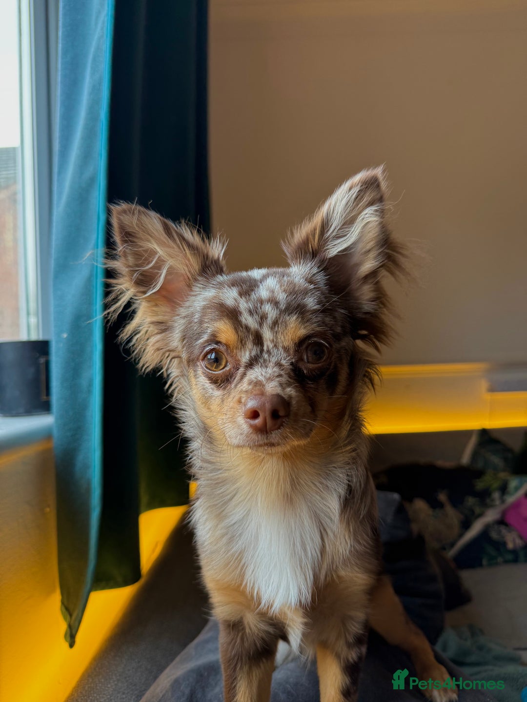 Chihuahua dogs for sale: Chocolate merle chihuahua  - Image 1