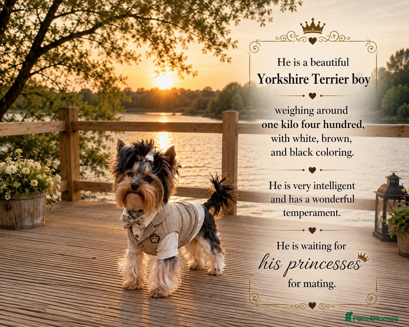 Yorkshire Terrier dogs ABSOLUTELY ADROBLE TINY BOY ONLY FOR STUD DUTY!! - Advert 6